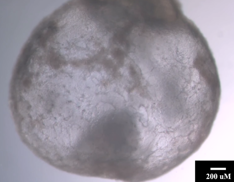 embrió szintetikus izrael jacob hanna