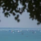 Balaton k