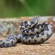 keresztes vipera