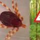 Afrikai kullancs Európában - gyors és kiszámíthatatlan  