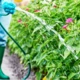 Szakértő figyelmeztet: ezt a hibát ne kövesd el locsolásnál  