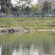 kuchajda