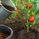 3 természetes tipp a bőséges paradicsomtermésért  