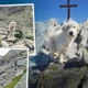 Bernard, a tátrai négylábú hős: 10 nap alatt 150 kilométert tett meg a hegyekben  