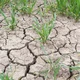 shutterstock-dry