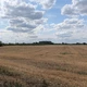 tarló - Tornyai Bianka