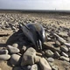 delfin