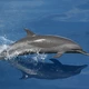 delfin